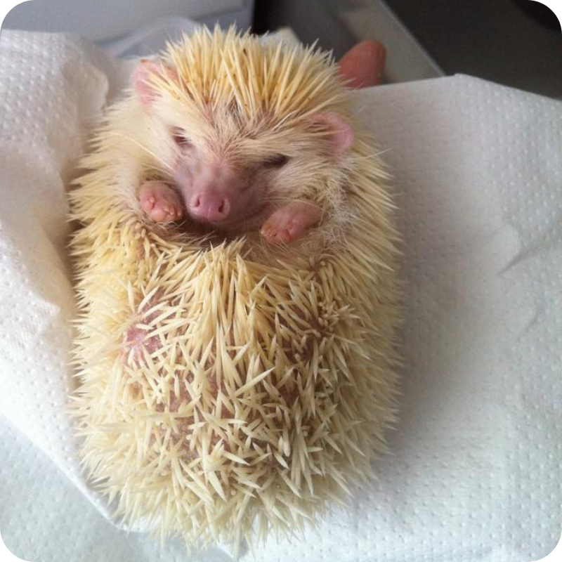 Riccio albino in visita presso la Clinica Veterinaria Animal Care Trento