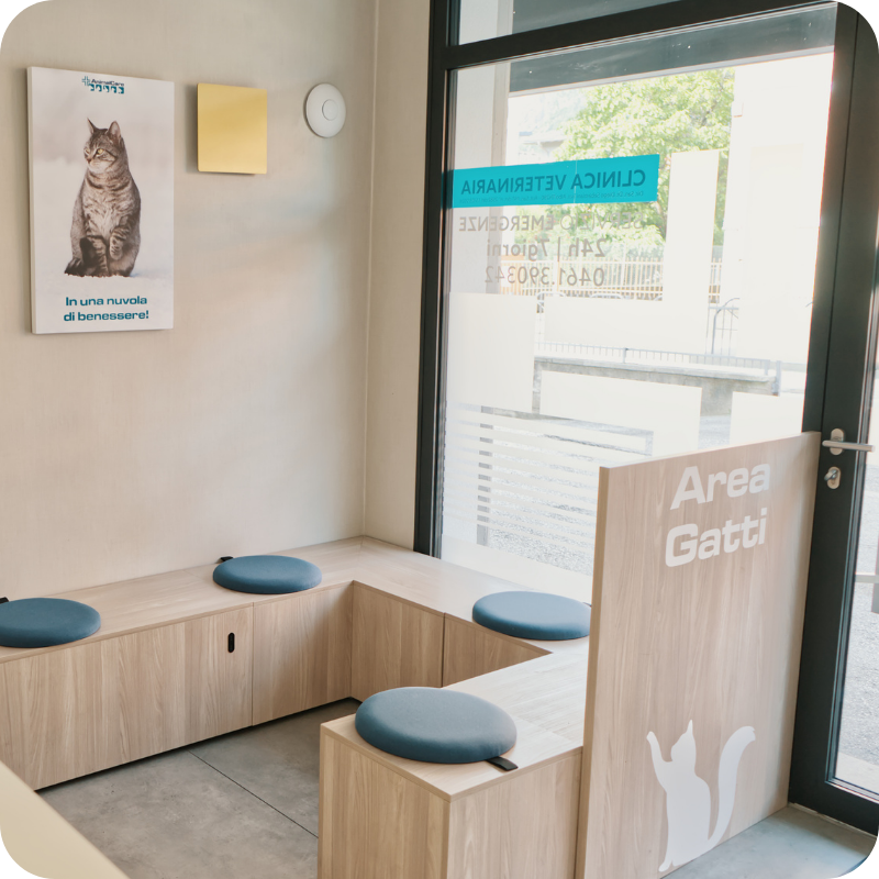 Area dedicata ai gatti nella sala d’attesa della Clinica Veterinaria Animal Care Trento