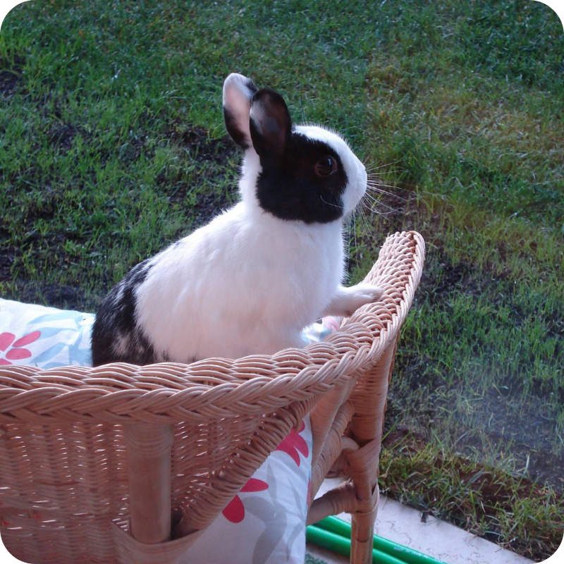 coniglio-visita-veterinaria-animal-care-trento Visita veterinaria per coniglio presso la Clinica Veterinaria Animal Care Trento