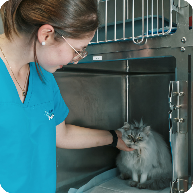Veterinaria assiste un gatto in area di degenza presso il Pronto Soccorso Veterinario Animal Care Trento