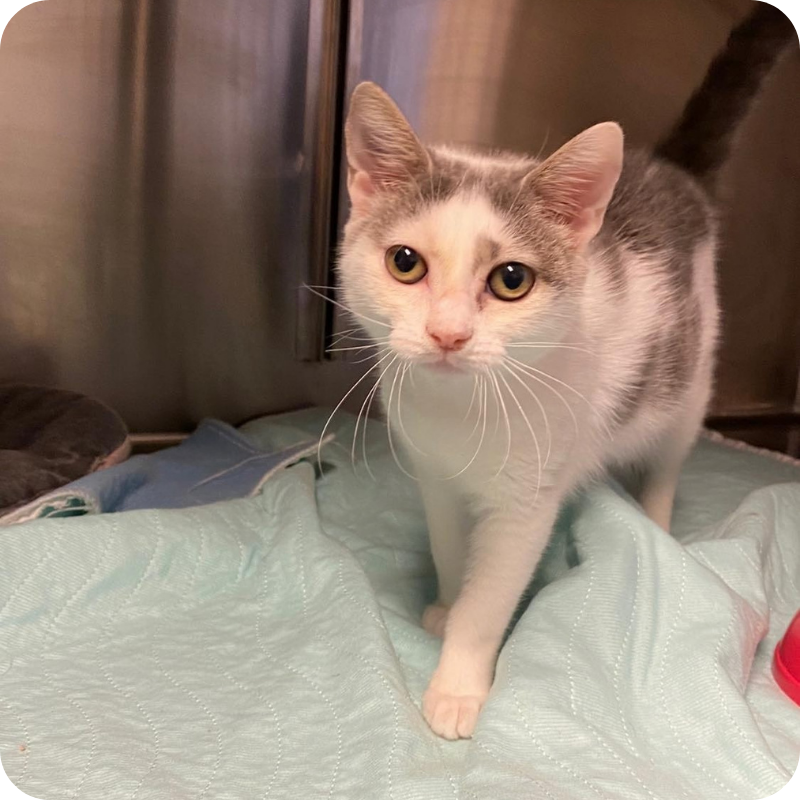 ricovero-gatto-clinica-veterinaria-trento Gatto ricoverato in degenza presso clinica veterinaria