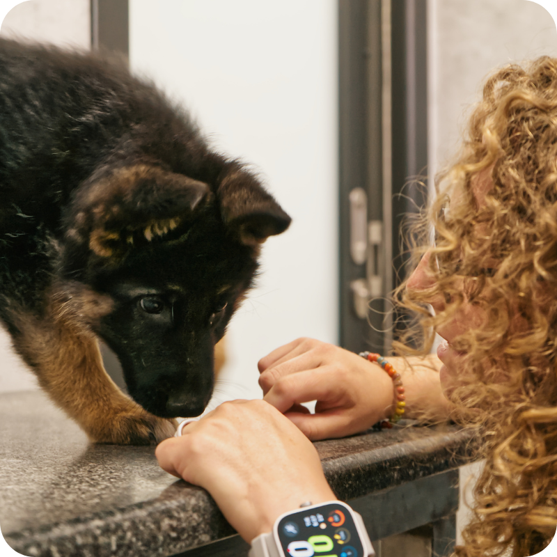 visita-veterinaria-cucciolo-animal-care-trento Visita veterinaria di un cucciolo presso la Clinica Veterinaria Animal Care Trento